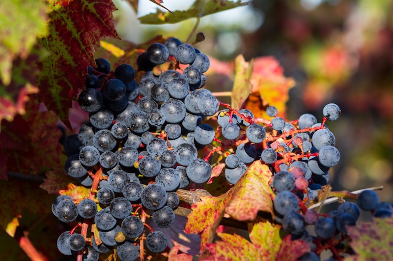 IV. Hungarian Culture Days – Family Harvest Festival