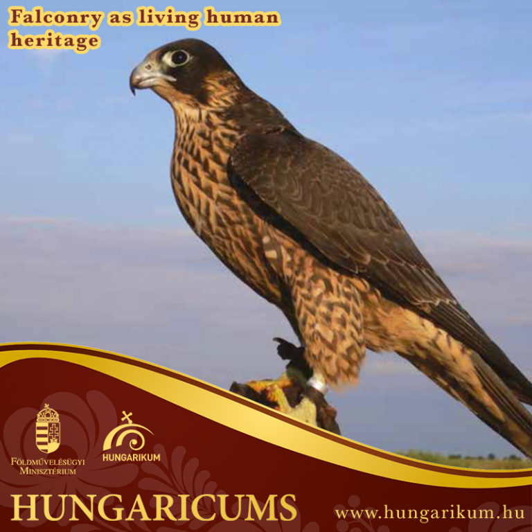 Hungarikum – Falconry as living human heritage