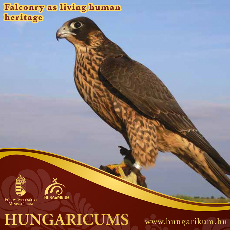 Hungarikum - Falconry as living human heritage