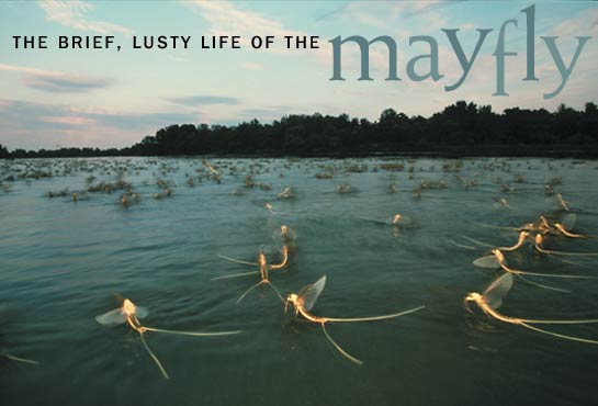 Mayfly and Hungary’s Tisza River